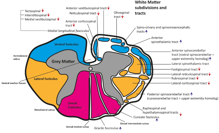 File:Schematic transverse section of spinal cord .png