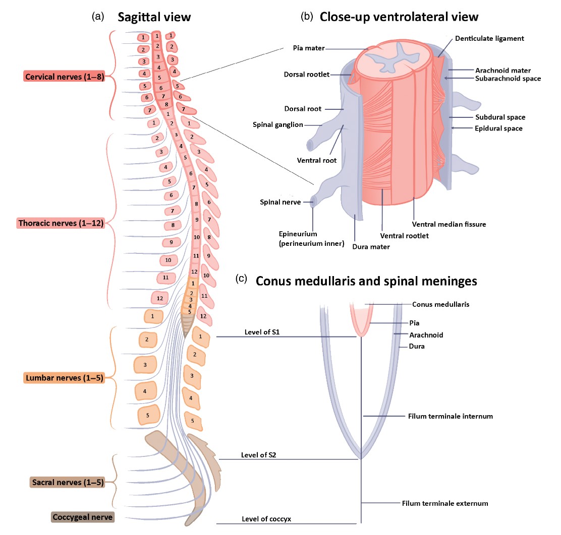 Spinal Cord Anatomy WikiMSK
