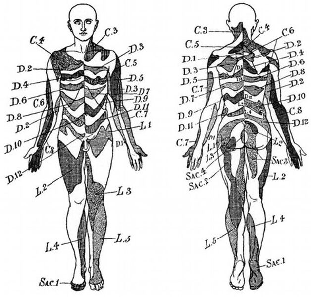 File:Dermatome map head and campbell.jpeg