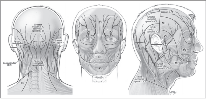 Cranial dermatomes.png