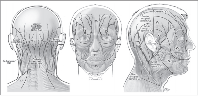 File:Cranial dermatomes.png