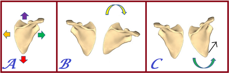File:Scapula motions.png
