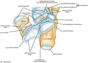 Subtalar joint anatomy.jpg