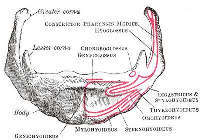 File:Mandibular Nerve.jpg - Wikimedia Commons