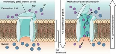 Mechanically Gated Channels When a mechanical change occurs in the surrounding tissue, such as pressure or touch, the channel is physically opened. Thermoreceptors work on a similar principle. When the local tissue temperature changes, the protein reacts by physically opening the channel.