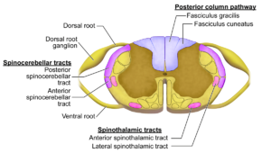 Spinal cord sensory pathways