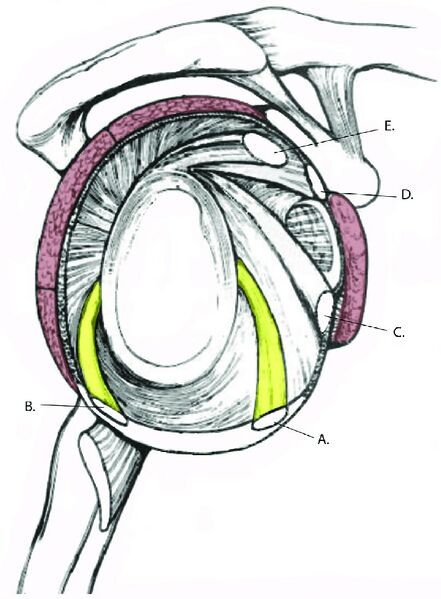File:Glenohumeral joint capsular structures.jpg