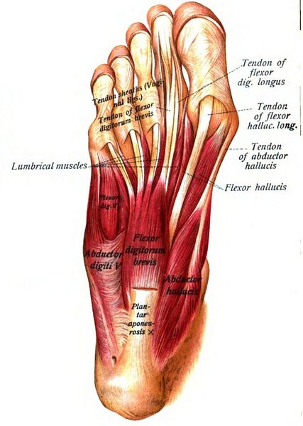 File:Muscles plantar foot first layer Sobo.jpg