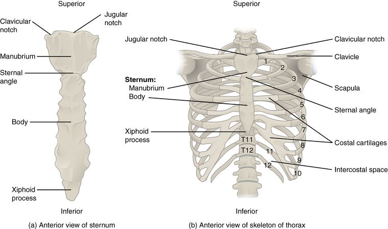 Thoracic Cage: The thoracic cage is formed by the (a) sternum and (b) 12 pairs of ribs with their costal cartilages. The ribs are anchored posteriorly to the 12 thoracic vertebrae. The sternum consists of the manubrium, body, and xiphoid process. The ribs are classified as true ribs (1–7) and false ribs (8–12). The last two pairs of false ribs are also known as floating ribs (11–12).