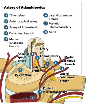 Artery of Adamkiewicz.jpg
