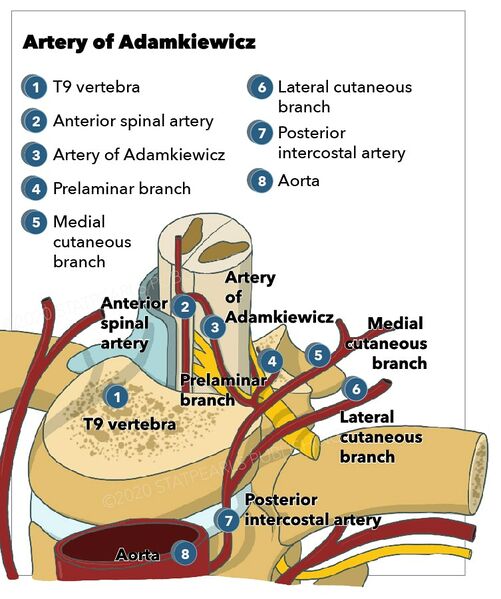 File:Artery of Adamkiewicz.jpg
