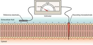 Measuring charge across membrane.jpg
