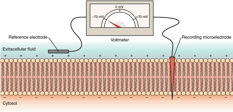 File:Measuring charge across membrane.jpg