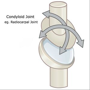 Condyloid joint.jpg
