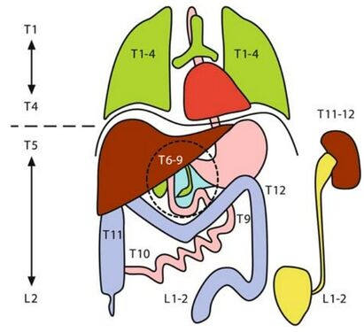 Figure 6. The topography of the thoracic and abdominal viscera. The viscera above the diaphragm are innervated by T1-4, while the viscera below the diaphragm are innervated by T5-L2.© Springer-Verlag Berlin Heidelberg 2007.[1]
