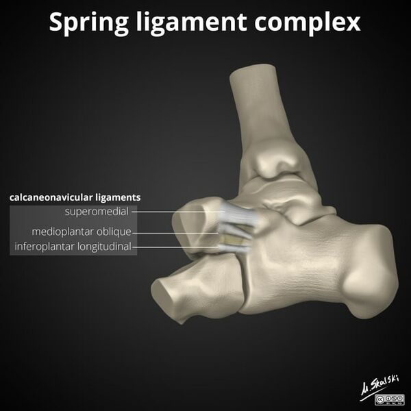 File:Spring ligament.jpg