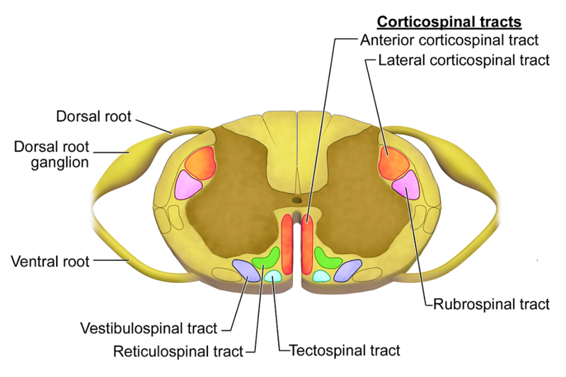 File:Spinal cord motor pathways.png