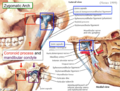 TMJ Anatomy2.png