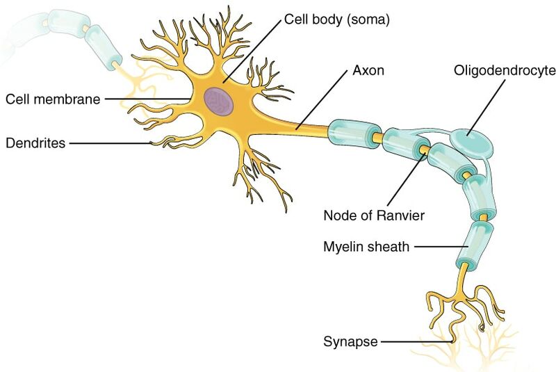 File:The neuron.jpg