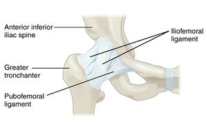 Hip joint anterior view.jpg