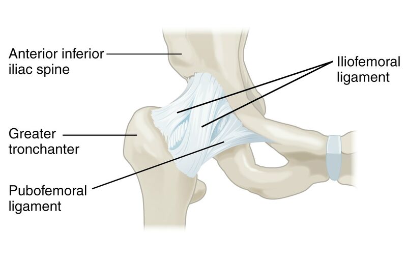 File:Hip joint anterior view.jpg