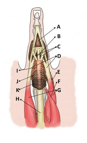 Finger extensor mechanism dorsal view.jpg
