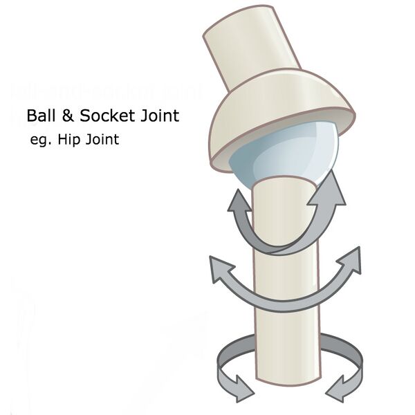 File:Ball and socket.jpg