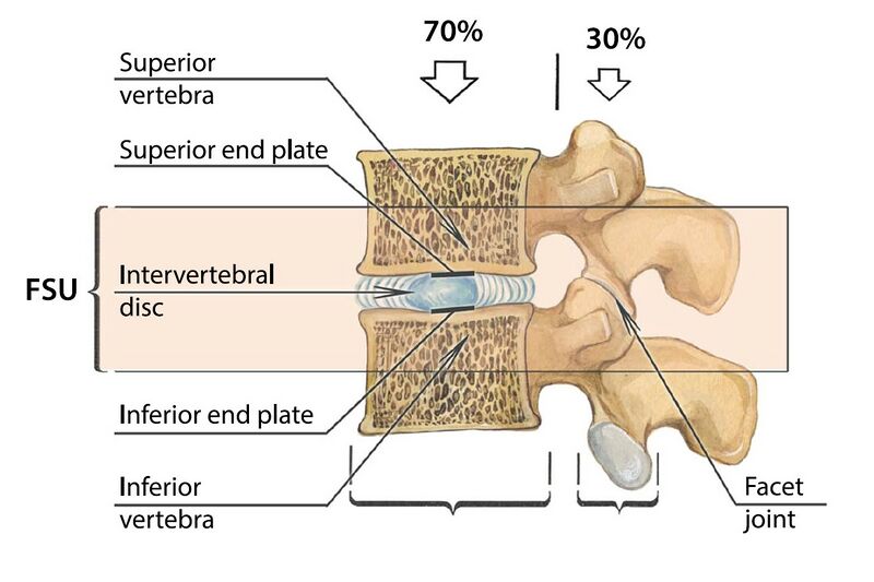 File:Functional spinal unit.jpg