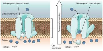 Voltage-Gated Channels Voltage-gated channels open when the transmembrane voltage changes around them. Amino acids in the structure of the protein are sensitive to charge and cause the pore to open to the selected ion (sodium, calcium, etc). Typically found throughout the neuron.