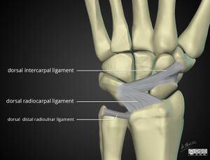 Wrist-anatomy-extrinsic-ligaments dorsal.jpg
