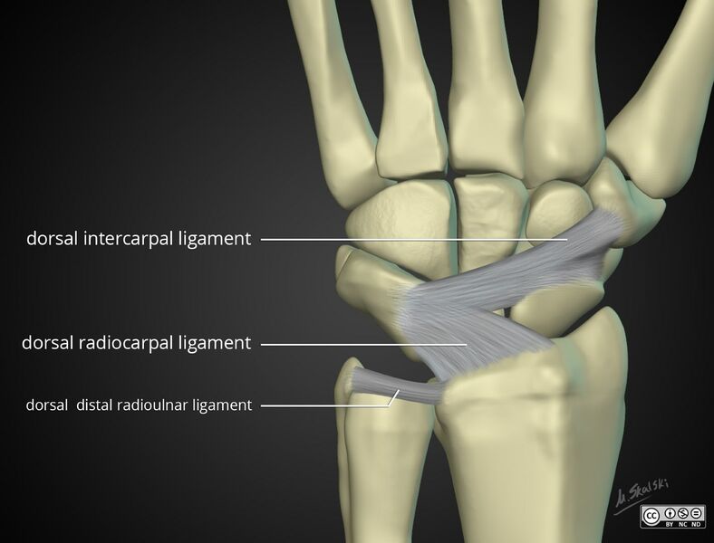 File:Wrist-anatomy-extrinsic-ligaments dorsal.jpg