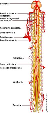 Artery of Adamkiewicz (great radicular artery). Segmental branches are mostly found in the anterior/superior quadrant of the neuroforamen.