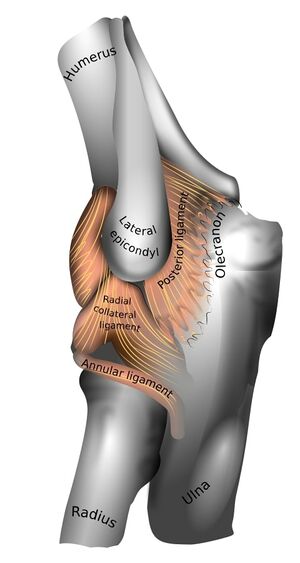 Elbow joint lateral ligaments.jpg