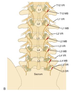 Lumbar-medial-branch-nerve-blocks2.jpg