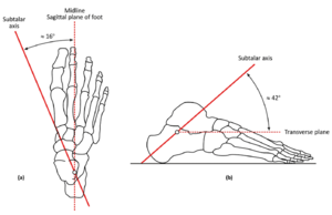 Subtalar joint axis of rotation.png