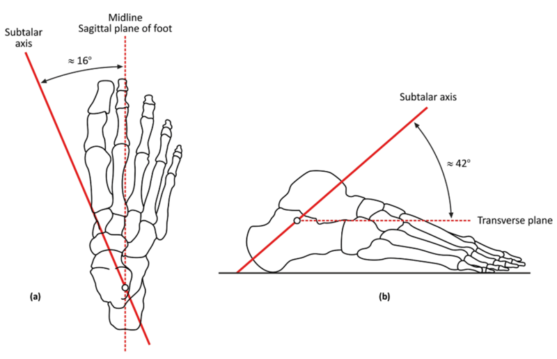 File:Subtalar joint axis of rotation.png