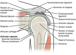 Coronal section of the shoulder joint labeled.jpg