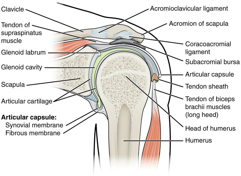 File:Coronal section of the shoulder joint labeled.jpg