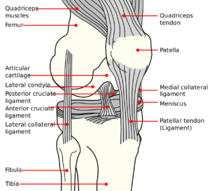 Anterolateral knee.png
