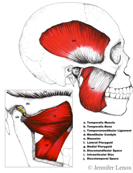 File:TMJ Anatomy.png