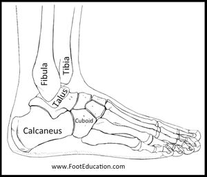 Ankle and Hindfoot Bony Anatomy – Lateral View