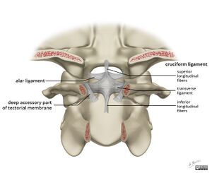 Alar-and-cruciform-ligament-anatomy.jpg