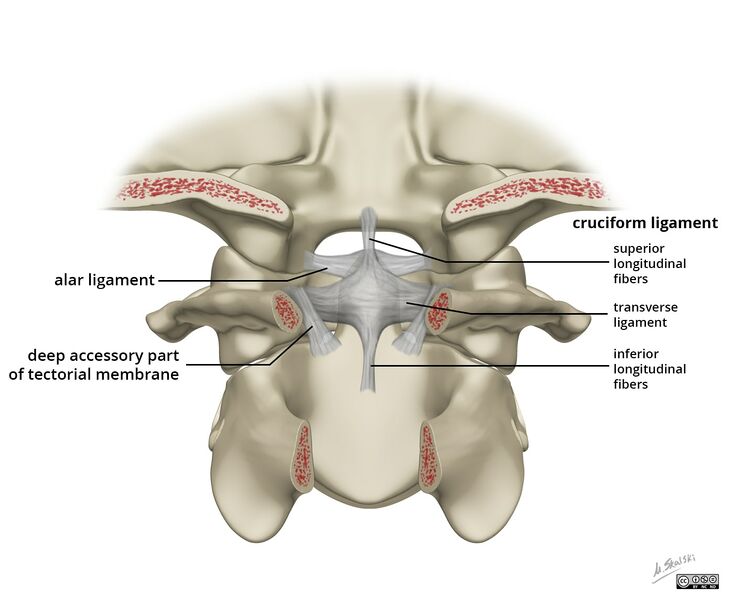 File:Alar-and-cruciform-ligament-anatomy.jpg
