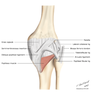 Posterior knee anatomy.png