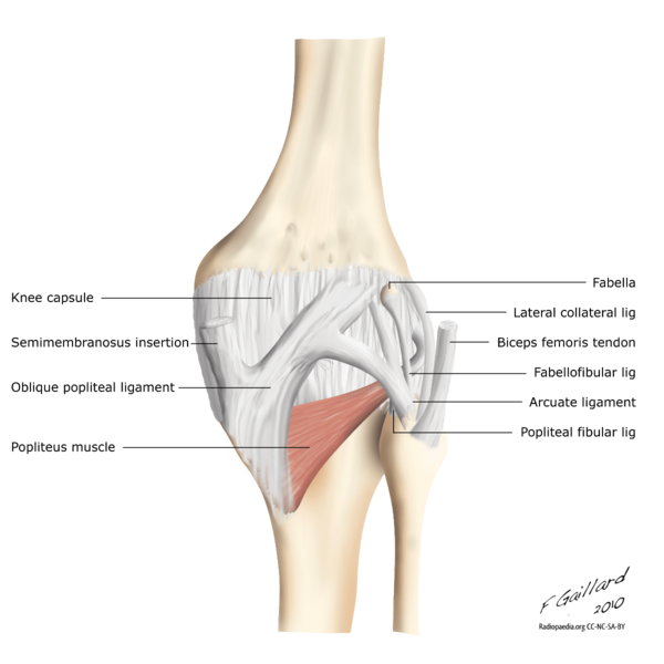 File:Posterior knee anatomy.png