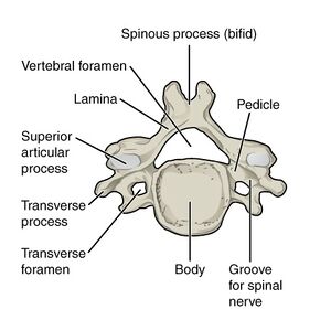 The Cervical Spine - Features - Joints - Ligaments - TeachMeAnatomy