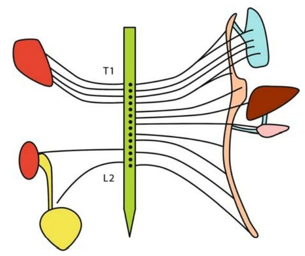 The segmental innervation pattern of the viscera during early embryonic development. The alimentary tract is innervated proximally to distally from T1 through to L2. © Springer-Verlag Berlin Heidelberg 2007[1]