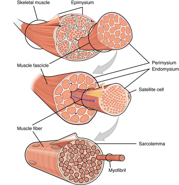 File:Hierarchical-structure-of-skeletal-muscle.jpg