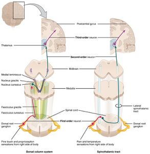 The ascending pathways of the spinal cord