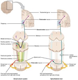 Ascending Pathways of Spinal Cord.jpg